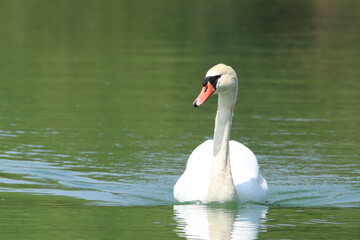 Serene White Swan Gliding Gracefully on Calm Green Water Reflections