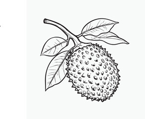 vector illustration of a soursop fruit