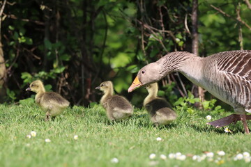 Mother Goose Leading Three Goslings in a Lush Green Meadow