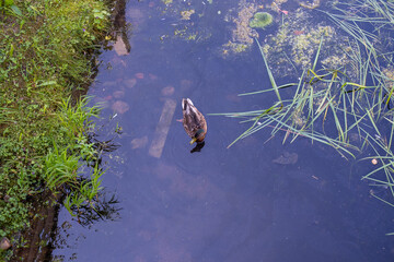 duck in the pond