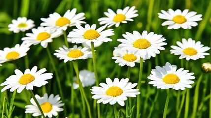 Daisies blooming meadow sunlight summer greeting card