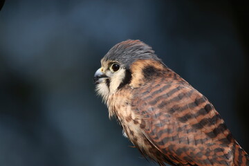 Close-Up Portrait of a Small American Kestrel Bird in Nature
