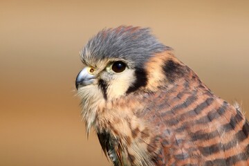 Close-Up Portrait of a Small American Kestrel Bird in Nature