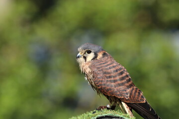 Close-Up Portrait of a Small American Kestrel Bird in Nature