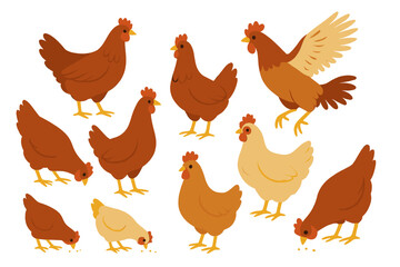 Chickens in various poses and sizes, including standing, pecking the ground, and mid-flight action, detailed vector illustration on transparent background for farming and poultry design
