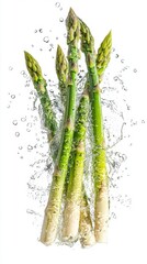 Fresh Asparagus Stalks Splashed in Clean Water Isolated on White