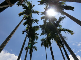 palm trees against blue sky