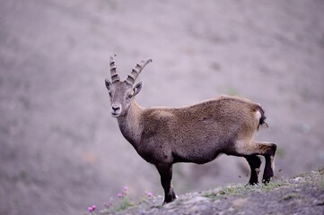 Alpine ibex (Capra ibex) in the French Alps - wildlife behavior and alpine nature