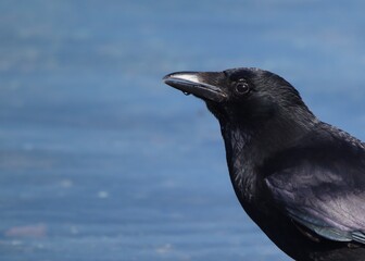 Close-Up of a Black Raven With a Blue Background Outdoors