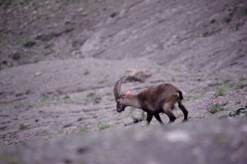 Alpine ibex (Capra ibex) in the French Alps - wildlife behavior and alpine nature