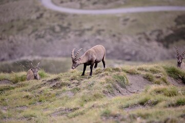 Alpine ibex (Capra ibex) in the French Alps - wildlife behavior and alpine nature