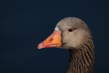 Close-Up Portrait of a Goose Against a Deep Blue Background