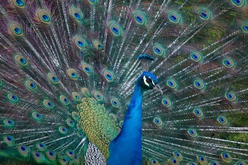 Obraz premium Vivid Peacock Displaying Brilliant Blue Feathers With Stunning Colorful Plumage