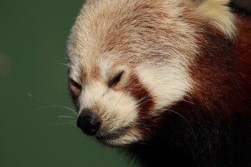 Close-Up of a Red Panda Relaxing in a Peaceful Pose