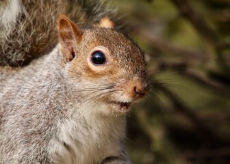 Close-Up of a Squirrel in Natural Woodland Environment