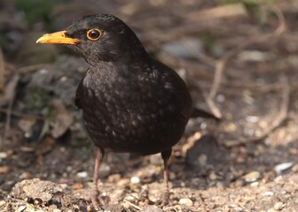 Close-Up of a Blackbird on the Forest Floor in Natural Light