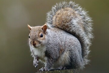 Close-Up Shot of a Curious Squirrel in Natural Outdoors Setting