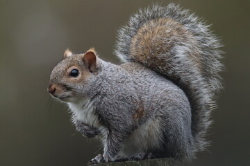 Close-Up of a Grey Squirrel in a Natural Outdoor Setting