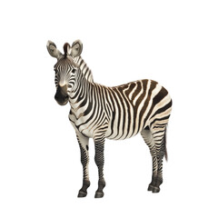 Fototapeta premium A zebra standing on a white background, with no shadows or text in the picture. transparent, alpha background png