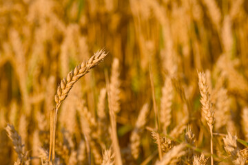 close-up of a ripe ear of wheat growing in an agricultural field, captured in natural light