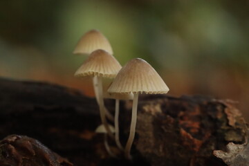 mushroom in the woods