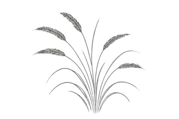 Elegant pampas grass vector illustration. Minimalistic botanical line art drawing of reeds. Realistic plant sketch isolated on transparent background. Decorative design element.