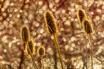 dry teasel plants (Dipsacus) bathed in golden sunlight, with a mesmerizing bokeh background.