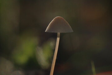mushroom in the forest