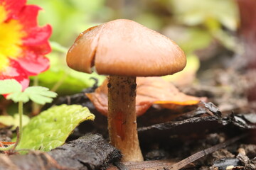 mushroom in the forest