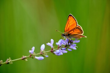 Bright orange butterfly rests on a delicate purple wildflower in a green meadow