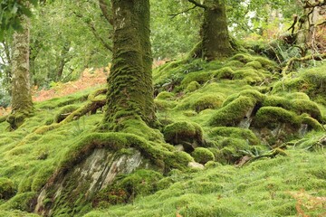 moss covered tree