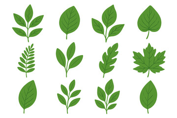 Green leaves vector collection. Botanical illustration set for nature-themed design. Plant and foliage elements for eco decorations, organic patterns, and spring backgrounds.
