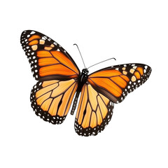 Fototapeta premium Beautiful Monarch Butterfly isolated on a white background, transparent, alpha background png