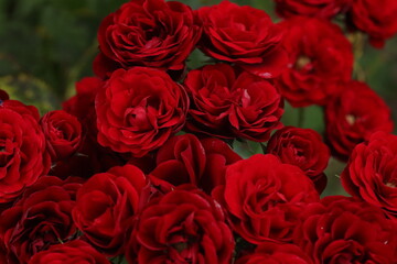 bouquet of red roses