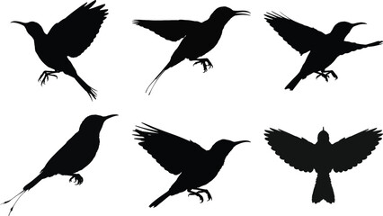 Obraz premium Bird silhouette vector set flying and perched bird illustration collection isolated on white background for design and decoration.