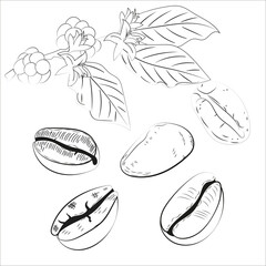 Minimalist black and white sketch of coffee beans and coffee plant branch with leaves and flowers, perfect for cafe and agricultural design.