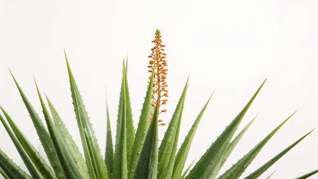 Aloe Arborescens" Images  Browse 1,615 Stock Photos, Vectors, and Video |  Adobe Stock