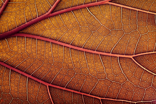 autumn leaf texture, browned foliage as background
