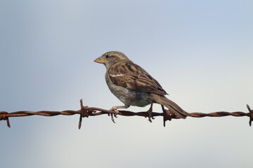 sparrow on a wire