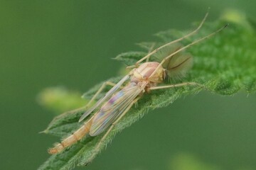 bug on a leaf