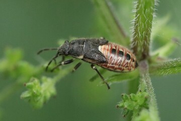 the bug on a leaf