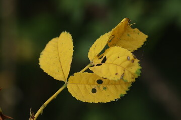 yellow leaf on a green background