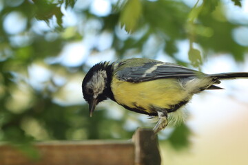great tit on a branch