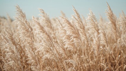 Obraz premium Hazy natural setting showcasing Pampas grass in light pastel hues. Panoramic format. Dry reeds styled in boho fashion. Area for copy. Banner.