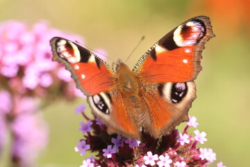 butterfly on flower