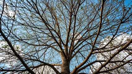 Obraz premium Gazing at vibrant blue sky through spring tree branches, determining the focus. Wonderful capture