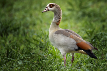 Nilgans auf einer Wiese