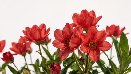 Vibrant scarlet blossoms with a gentle gradient
