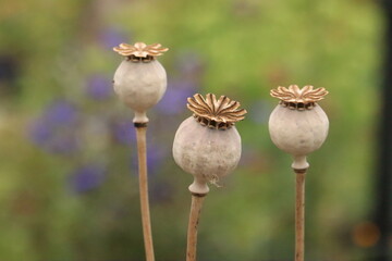 poppy seed heads