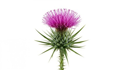 Bull Scotch Thistle in Isolation with a Clean White Background
